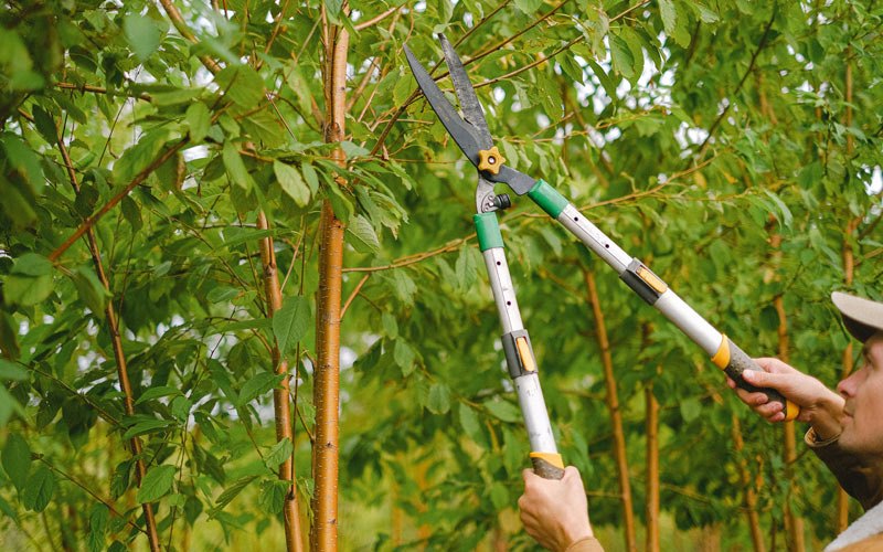 Tree trimming in Gilboa, NY